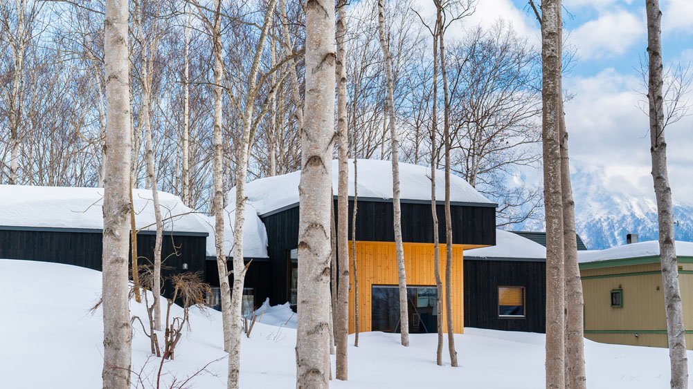 Birchwood Chalet - surrounding birch trees